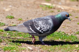 Rock Dove