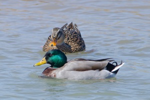 Mallard