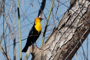 Yellow headed Blackbird