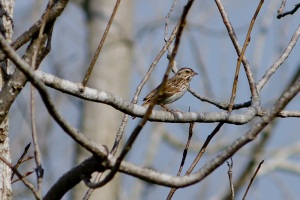 Song Sparrow