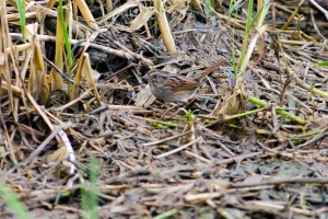 Swamp Sparrow