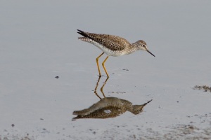 Lesser Yellowlegs