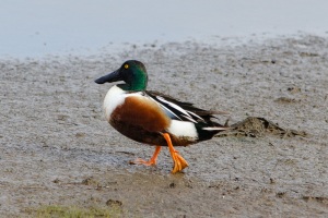 Northern Shoveler