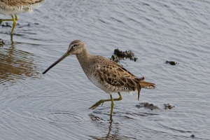 Long billed Dowitcher