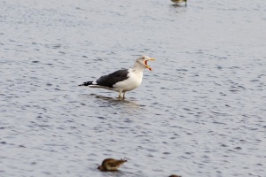Lesser black backed Gull