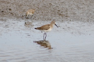 Dunlin