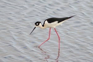 Black necked Stilt