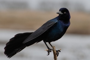 Boat tailed Grackle