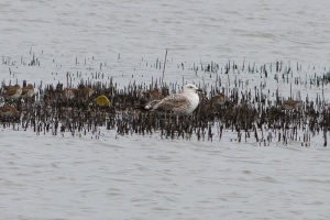 Great Black backed Gull