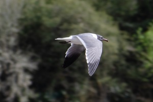 Laughing Gull