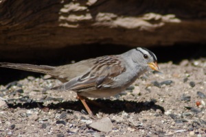 White crowned Sparrow