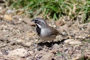 Black throated Sparrow