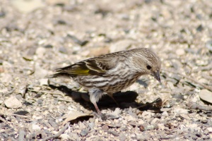 Pine Siskin