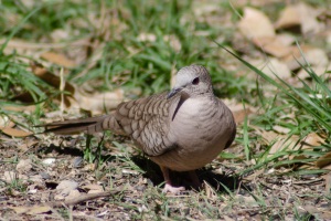 Inca Dove