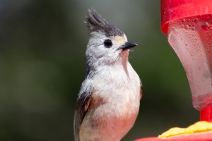 Black crested Titmouse