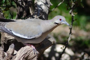 White winged Dove