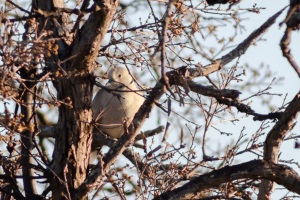 Eurasian Collared Dove