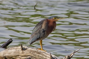 Gtreen Heron