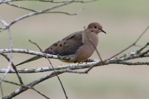 Mourning Dove