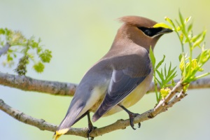 Cedar Waxing
