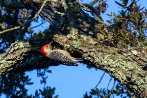 Red bellied Woodpecker