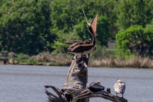 Brown Pelican
