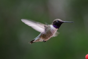 Black chinned Hummingbird