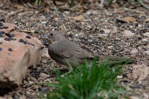 Canyon Towhee