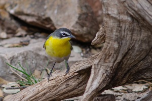 Yellow breasted Chat