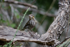 Cassin's Finch