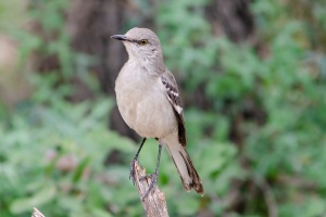 Northern Mockingbird