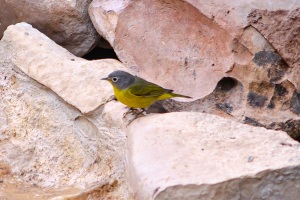 Nashville Warbler