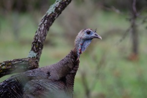Wild Turkey