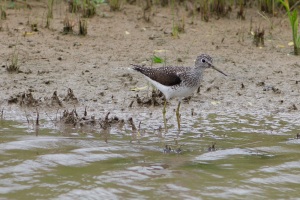 Solitary Sandpiper