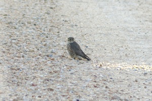 Merlin