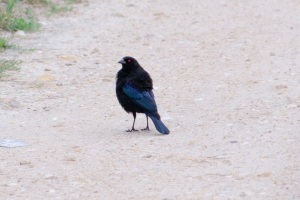 Bronzed Cowbird