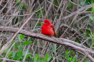 Summer Tanager