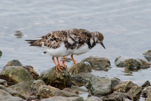 Ruddy Turnstone