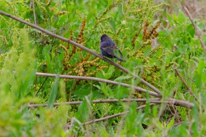 Blue Grosbeak