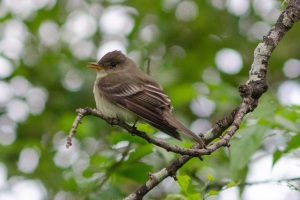 Eastern Wood Pewee