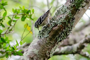 Black and white Warbler