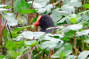 Common Gallinule