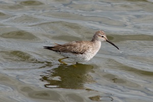 Stilt Sandpiper