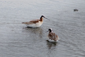 Wilson's Phalarope