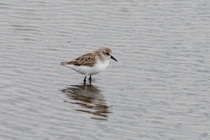 Semi palmated Sandpiper