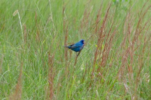 Indigo Bunting