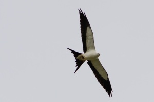 Swallow tailed Kite