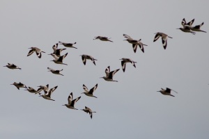 Willet