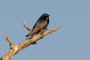 Purple Martin