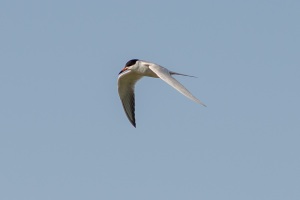 Forster's Tern